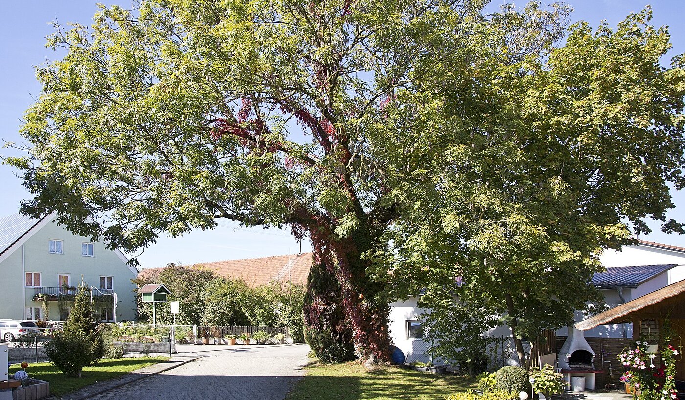Flad med 2 Værelser | Eching | 1810ML2 | Ruhige Sackgasse