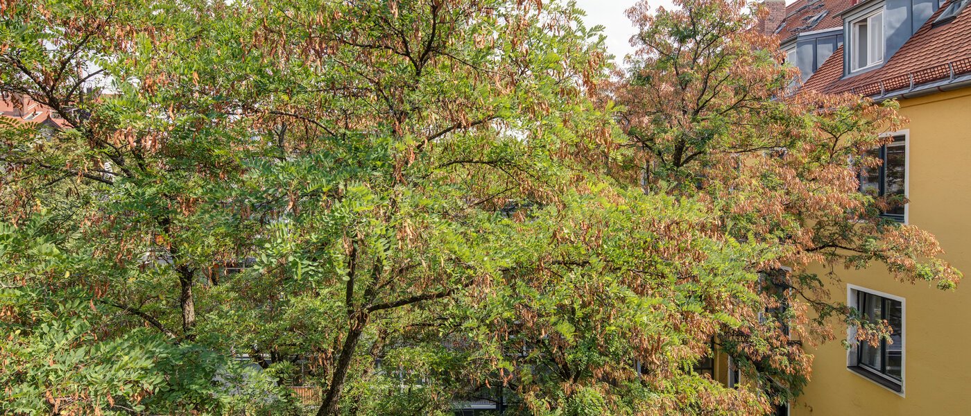 Lapos München Schwabing 02 A  megtekintése 11220