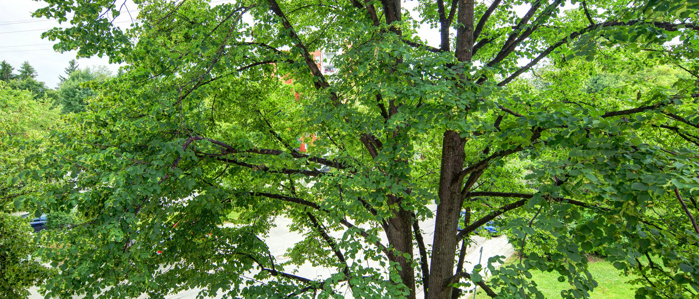 Ploché München Aubing 03 Zobrazit 11641