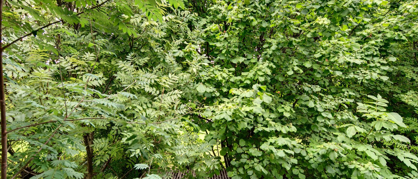 Lapos München Großhadern 04 A  megtekintése 2051